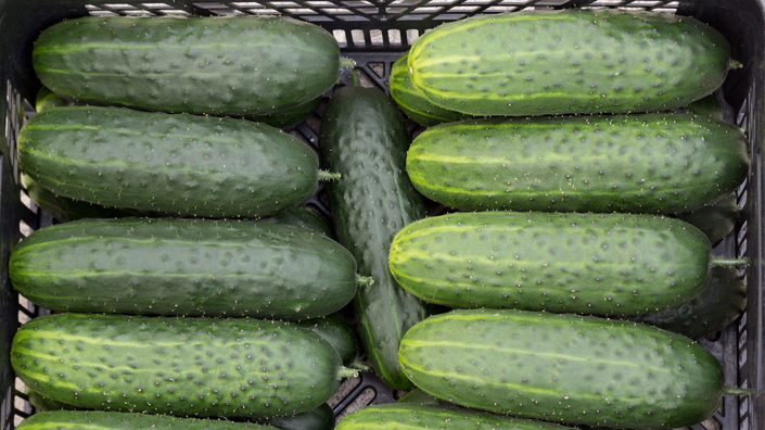 cucumbers in line Thorny cucumbers (Credit: ajcespedes/ iStock)