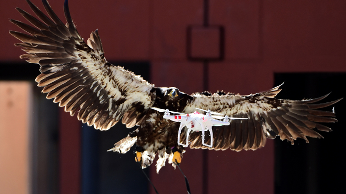 eagle web small (Credit: Getty Images)