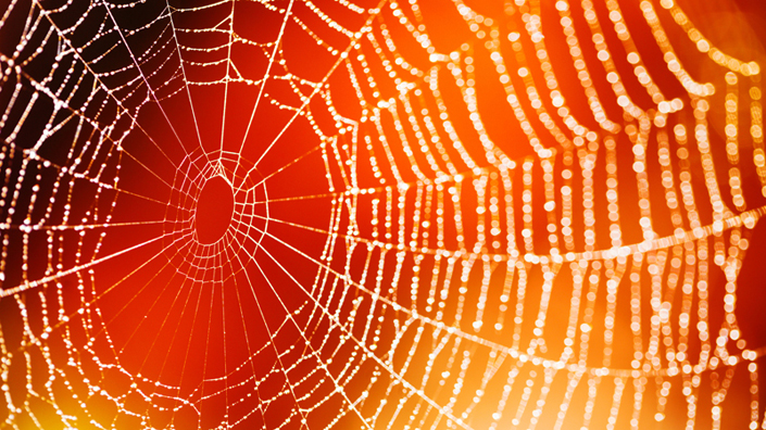spider-webda06b58d54216d0c8310ff0100d05193 spider-webda06b58d54216d0c8310ff0100d05193