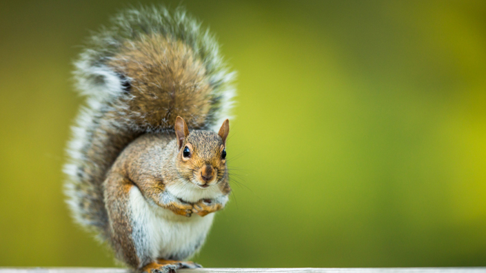 squirrel in line Ready to strike (Credit: ViktorCap/ iStock)