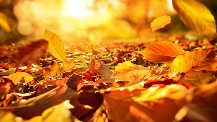 autumn small