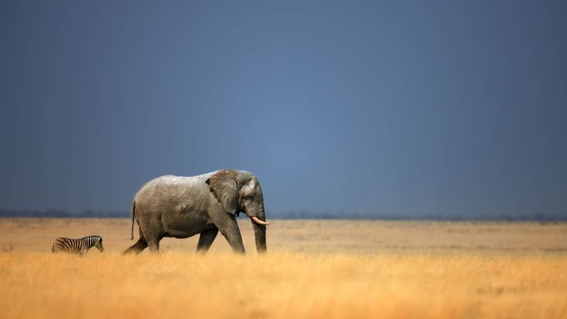Elephant and zebra at Etosha National Park
