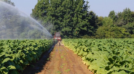 Greener growth: Farmers could use more grey water for irrigation Article image