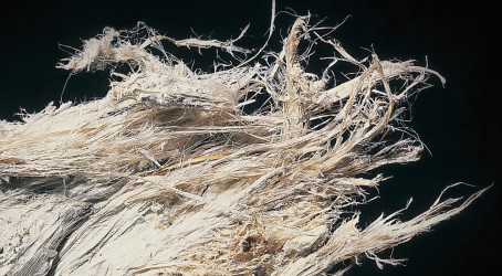 Asbestos fibres accumulate in the lungs Article image